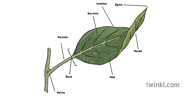 Plant Leaf Diagram