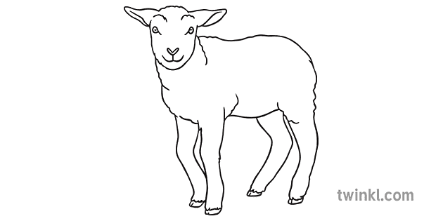 Agneau Bebe Mouton Yeux Ouverts Animal De La Ferme Ks1 Noir Et Blanc Rgb