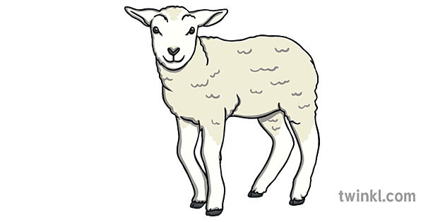 Agneau Bebe Mouton Les Yeux Ouverts Animal De La Ferme Ks1 Illustration