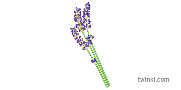 lavanda generala floare planta secundara - Twinkl