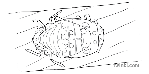 テントウムシのライフサイクル 蛹 図 昆虫 卵 科学