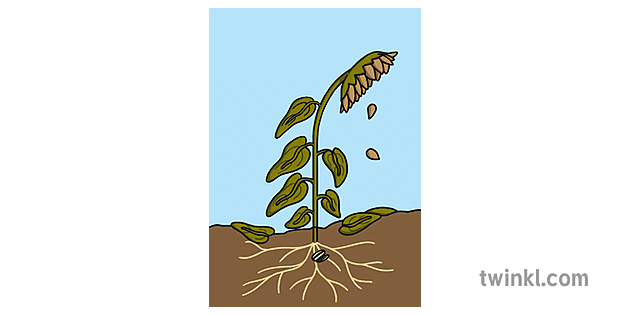 ciclo de vida de un girasol 4 ks1 ciencia biología semilla flor planta