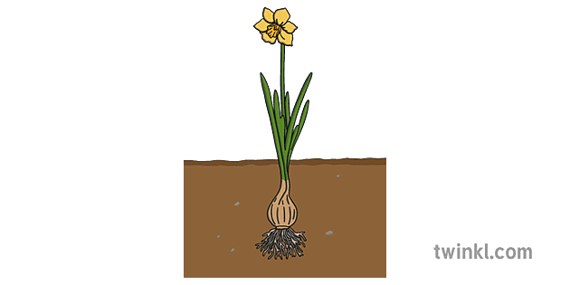 Life Cycle Of A Daffodil Flowering Edited Illustration Twinkl 