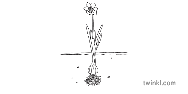 Life Cycle Of A Daffodil Flowing Edited Black And White Rgb Illustration 