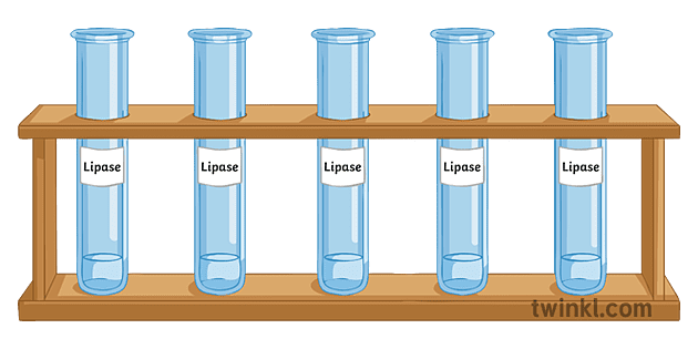 lipase experiment