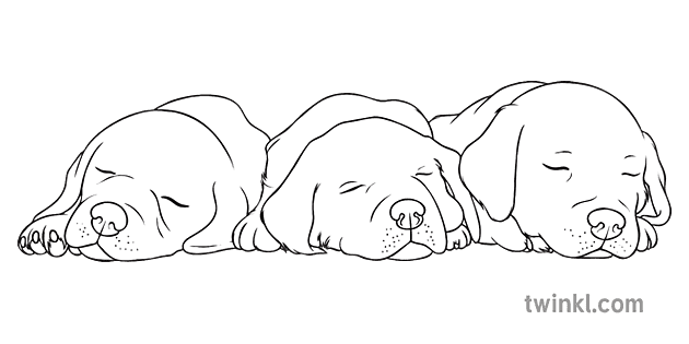 Portee De Chiots General Bebe Animaux Animaux Chiens Labrador Secondaire