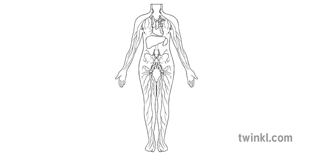 Lymphatic Cells Diagram Science Secondary Bw RGB Illustration - Twinkl