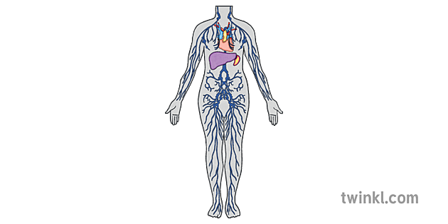 Sistem Limfatik Anatomi Ilmu Biologi Manusia Tubuh Mps Ks2 Illustration