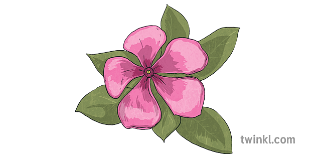 Madagascar rosa bígaro flor flora naturaleza áfrica flor mps ks2  Illustration