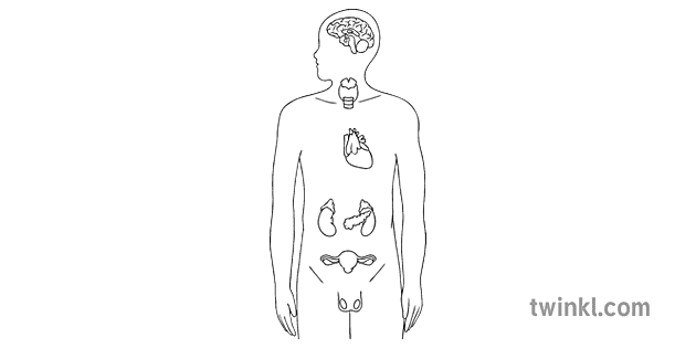 hoof endokriene kliere diagram biologie menslike liggaam organe ks4 ...