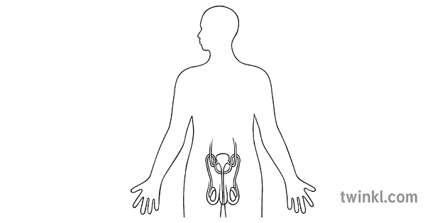 Manlike Voortplantingstelsel Diagram Wetenskap Mens Liggaam Sekondêr Bw Rgb 8354