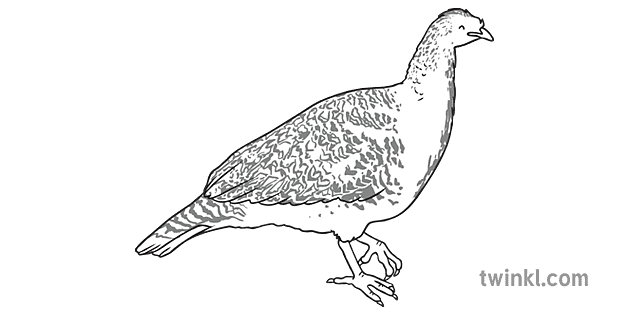 malleefowl mallee hen bird australia animal wildlife noongar aboriginal