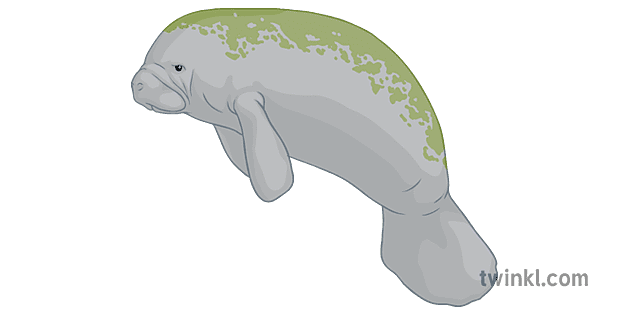 морска крава општа животиња секундарна