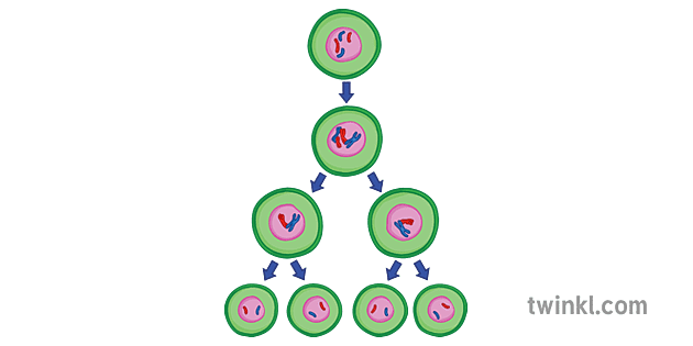 Meiosis Diagram Science Secondary Illustration - Twinkl