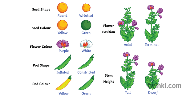 mendel pea traits diagram labeled plant variation science Secondary