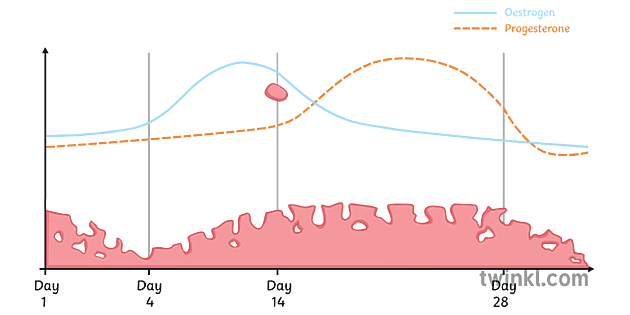 menstrual-cycle-graph-oestrogen-and-progesterone-science-graph-reproduction