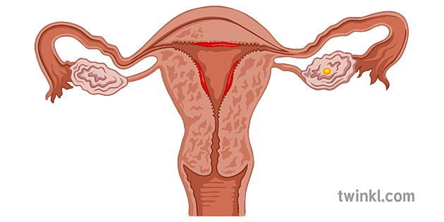 Menstruele Siklus Stadium 1 Illustration Twinkl 2488