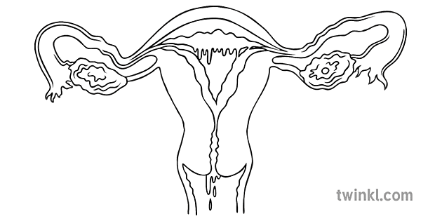 Menstrual Cycle Stage 4 Black And White Illustration Twinkl 4852