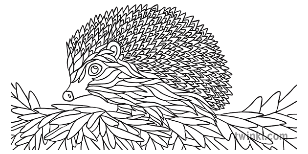 Pleine Conscience Coloration Herisson Automne Ks1 Noir Et Blanc Rgb
