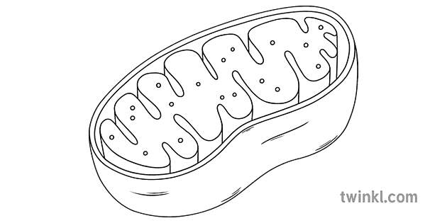 mitokondria zientzia zelula diagrama zuri beltza rgb tik haratago
