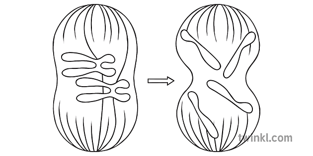 mitosis diagram science ks3 ks4 black and white Illustration - Twinkl