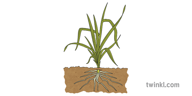 Monocotyledon with Root System Illustration - Twinkl