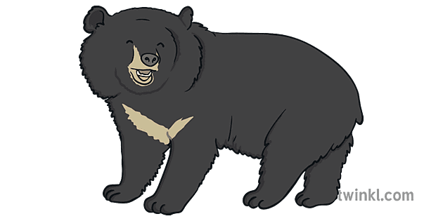 [Groupe 5] Party like Gatsby Moon-Bear----Animal-Bears-Fur-Paws-KS1