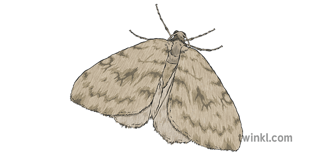 Clothes Moths Facts, Figures & Statistics