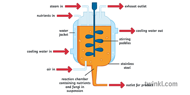 Mycoprotein Process Mykoprotein Definition : Mycoprotein: What It Is, Potential Side ...