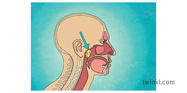 New Organ in Throat Tubarial Salivary Gland with Background Diagram Biology