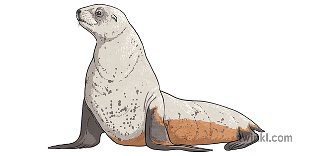 new zealand sea lion animal adaptations ks2 Illustration - Twinkl