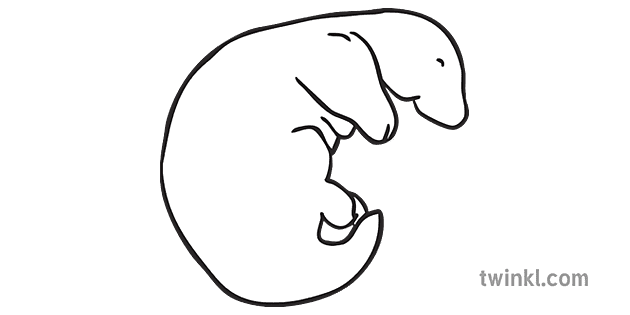 Newborn Baby Platypus Animal Ks1 Bw Rgb Ilustracao Twinkl