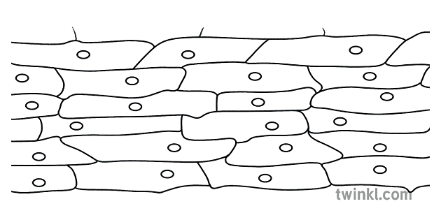 Onion Cells Drawing Diagram Biology Beyond Illustration - Twinkl