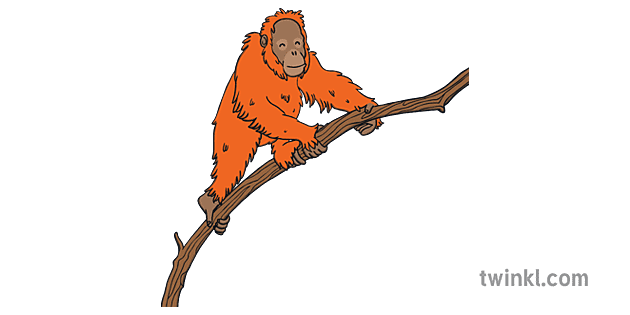 orange orangutan class management color animal reading group display labels