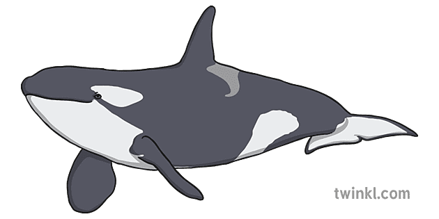 moordenaar walvis oog 1 Illustration - Twinkl