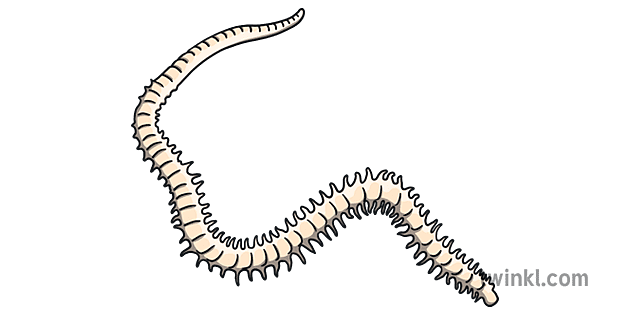 パドルワーム 海 セグメント化されたクリッター 生き物