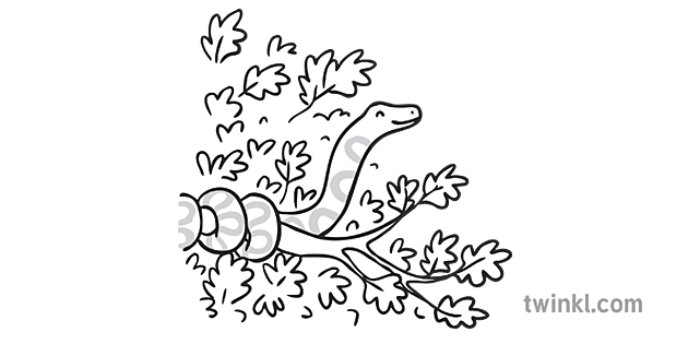 ページ 6 茂みの中のヘビ 白黒 Illustration Twinkl