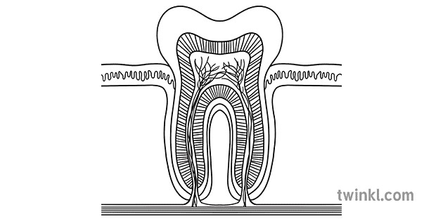 parts of a tooth diagram black and white rgb Illustration - Twinkl