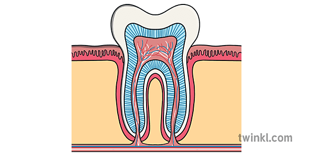 Parts Of A Tooth Diagram Illustration - Twinkl