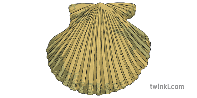 Pecten Gibbus Fossil Shell Bivalve Paleontology Science Ks2