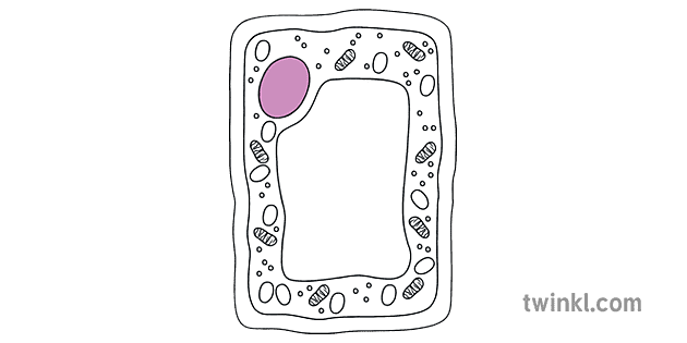 Plant Cell Nucleus Scientia Biologiae Ultra Illustration - Twinkl