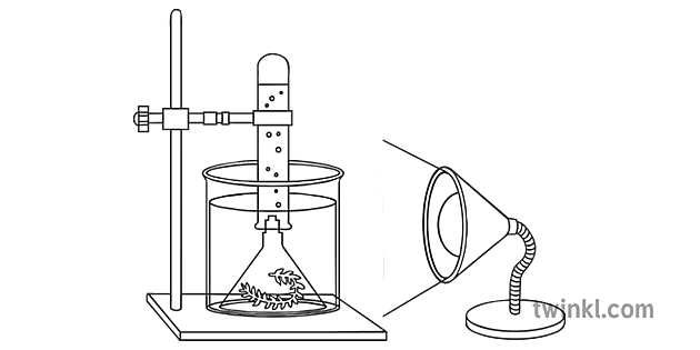 pond weed experiment science secondary bw rgb Illustration - Twinkl