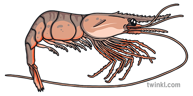 エビ 生きている エビ 食べ物 動物 海 海 水 Ks1 Illustration