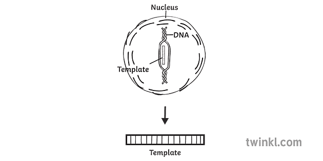 Protein Synthesis Dna Template Protein Synthesis Diagram Science Secondary Bw 9518