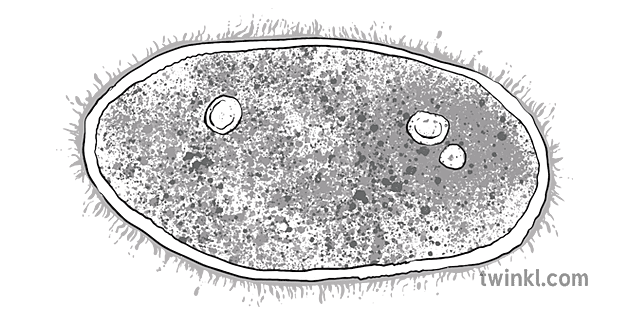 protozoaire cellule animal mutualisme science nature mps ks2 noir et blanc  rgb