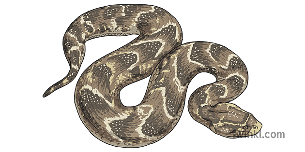 Puff Adder Animal Snake Reptile South Africa KS2 Illustration - Twinkl