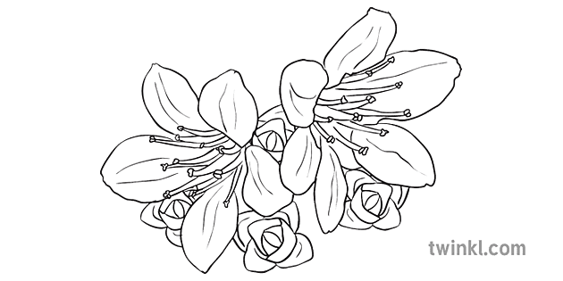 purple saxifrage drawing