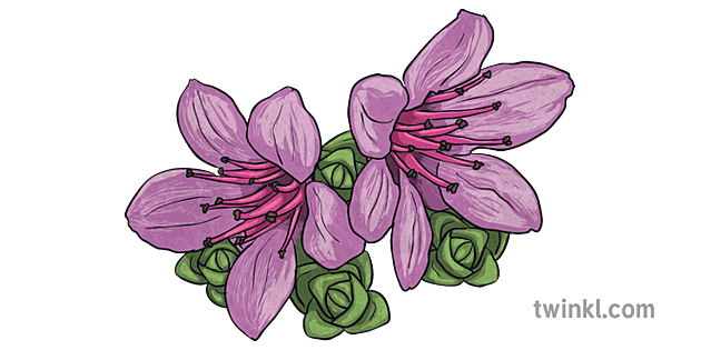 purple saxifrage drawing