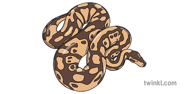kígyó