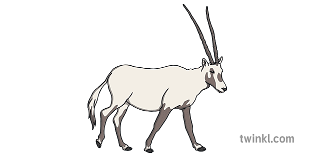Qatar National Animal Arabian Oryx - Twinkl